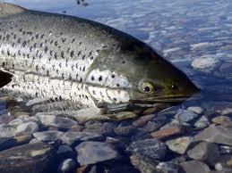 Sea Trout from the Odense River