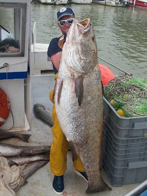 A “grunting” Meagre from the Gironde Estuary