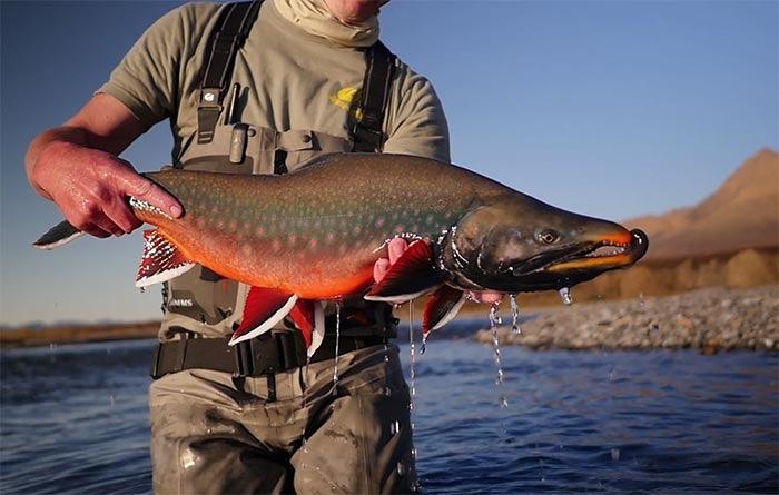 Arctic Char in Sweden